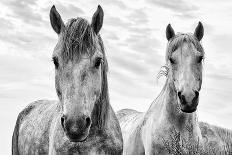 White Horses of Camargue Running Through the Water, Camargue, France-Nadia Isakova-Framed Photographic Print