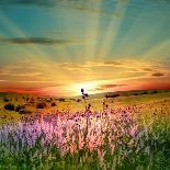 Summer Landscape: Beauty Sunset over Sunflowers Field-nadiya_sergey-Photographic Print