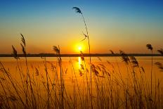 Summer Landscape: Beauty Sunset over Sunflowers Field-nadiya_sergey-Photographic Print
