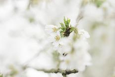 Blossoming ornamental cherry tree in the spring-Nadja Jacke-Photographic Print