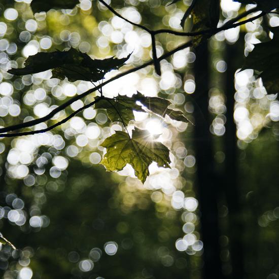 Premium Photographic Print, , large