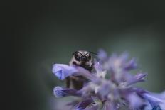 Bumblebees and bees at the work,-Nadja Jacke-Framed Photographic Print