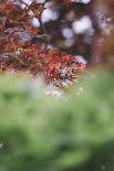Japanese maple in the botanical garden in Bielefeld in summer,-Nadja Jacke-Photographic Print