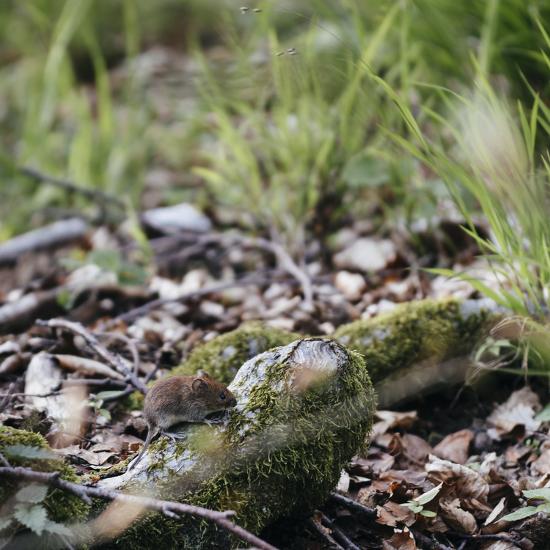 Photographic Print, , large