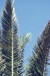 palm fronds in front of glorious blue sky,-Nadja Jacke-Photographic Print