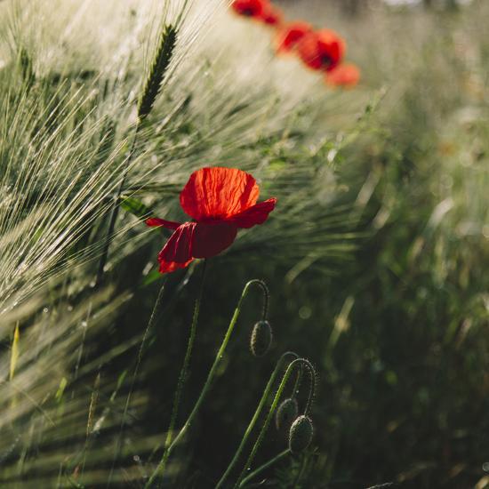 Photographic Print, , large