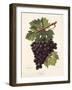 Nador Grape-A. Kreyder-Framed Giclee Print
