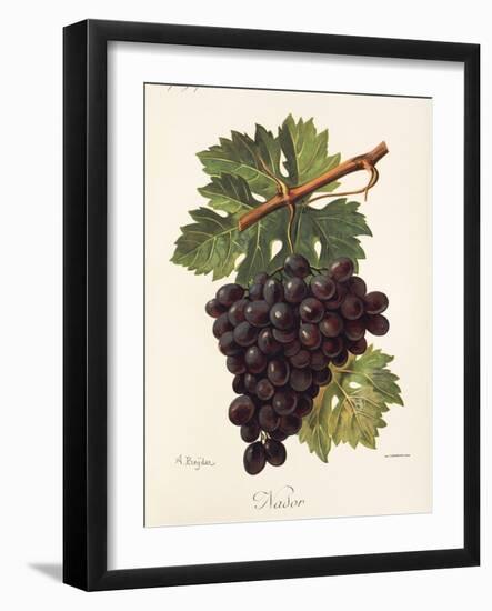 Nador Grape-A. Kreyder-Framed Giclee Print