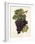 Nador Grape-A. Kreyder-Framed Giclee Print