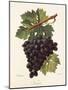 Nador Grape-A. Kreyder-Mounted Giclee Print
