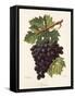 Nador Grape-A. Kreyder-Framed Stretched Canvas