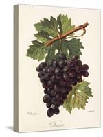 Nador Grape-A. Kreyder-Stretched Canvas