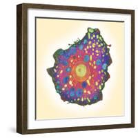 Naegleria Fowleri Protozoan, TEM-null-Framed Premium Photographic Print