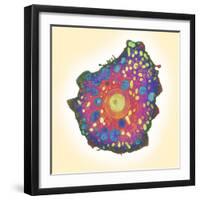 Naegleria Fowleri Protozoan, TEM-null-Framed Premium Photographic Print