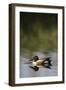 Nager Duck-null-Framed Photographic Print