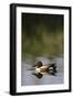 Nager Duck-null-Framed Photographic Print