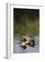 Nager Duck-null-Framed Photographic Print