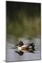 Nager Duck-null-Mounted Photographic Print