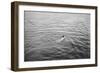 Nageur-null-Framed Giclee Print