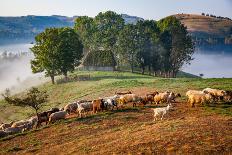 Rural landscape with flock of sheep in Dumesti, Apuseni mountains, Romania, Europe-Nagy Melinda-Laminated Photographic Print