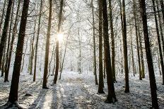 Winter forest in Chinteni, Transylvania, Romania, Europe-Nagy Melinda-Photographic Print