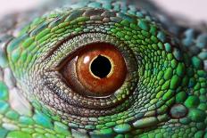 Iguana Eye-NagyDodo-Stretched Canvas