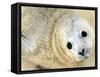 Nahia, a Five-Day-Old Grey Baby Seal, is Seen at the Biarritz Sea Museum-null-Framed Stretched Canvas