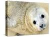 Nahia, a Five-Day-Old Grey Baby Seal, is Seen at the Biarritz Sea Museum-null-Stretched Canvas