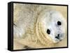 Nahia, a Five-Day-Old Grey Baby Seal, is Seen at the Biarritz Sea Museum-null-Framed Stretched Canvas