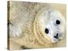 Nahia, a Five-Day-Old Grey Baby Seal, is Seen at the Biarritz Sea Museum-null-Stretched Canvas