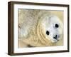 Nahia, a Five-Day-Old Grey Baby Seal, is Seen at the Biarritz Sea Museum-null-Framed Premium Photographic Print