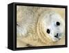 Nahia, a Five-Day-Old Grey Baby Seal, is Seen at the Biarritz Sea Museum-null-Framed Stretched Canvas