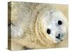 Nahia, a Five-Day-Old Grey Baby Seal, is Seen at the Biarritz Sea Museum-null-Stretched Canvas