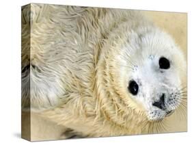 Nahia, a Five-Day-Old Grey Baby Seal, is Seen at the Biarritz Sea Museum-null-Stretched Canvas