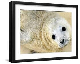 Nahia, a Five-Day-Old Grey Baby Seal, is Seen at the Biarritz Sea Museum-null-Framed Photographic Print