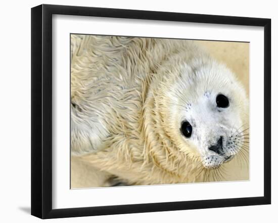 Nahia, a Five-Day-Old Grey Baby Seal, is Seen at the Biarritz Sea Museum-null-Framed Photographic Print