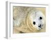 Nahia, a Five-Day-Old Grey Baby Seal, is Seen at the Biarritz Sea Museum-null-Framed Photographic Print