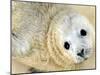 Nahia, a Five-Day-Old Grey Baby Seal, is Seen at the Biarritz Sea Museum-null-Mounted Photographic Print