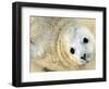 Nahia, a Five-Day-Old Grey Baby Seal, is Seen at the Biarritz Sea Museum-null-Framed Photographic Print