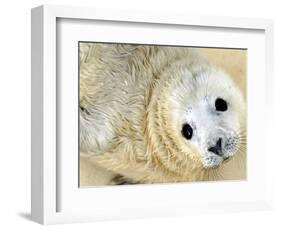 Nahia, a Five-Day-Old Grey Baby Seal, is Seen at the Biarritz Sea Museum-null-Framed Photographic Print