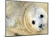 Nahia, a Five-Day-Old Grey Baby Seal, is Seen at the Biarritz Sea Museum-null-Mounted Photographic Print