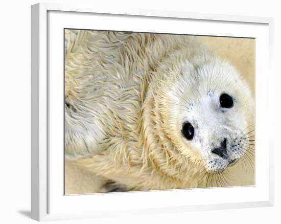 Nahia, a Five-Day-Old Grey Baby Seal, is Seen at the Biarritz Sea Museum-null-Framed Photographic Print