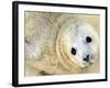 Nahia, a Five-Day-Old Grey Baby Seal, is Seen at the Biarritz Sea Museum-null-Framed Photographic Print