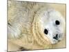 Nahia, a Five-Day-Old Grey Baby Seal, is Seen at the Biarritz Sea Museum-null-Mounted Photographic Print