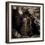 Naiad-Lydia Marano-Framed Photographic Print