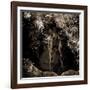 Naiad-Lydia Marano-Framed Photographic Print