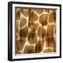 Nairobi Square III-Nicholas Biscardi-Framed Art Print