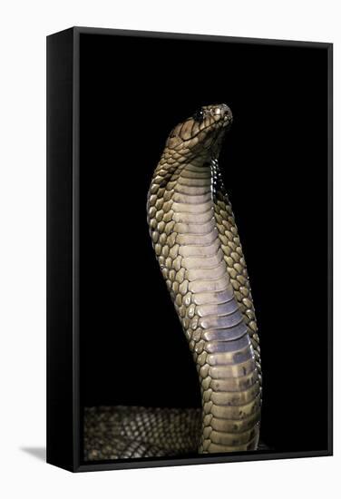 Naja Haje (Egyptian Cobra)-Paul Starosta-Framed Stretched Canvas