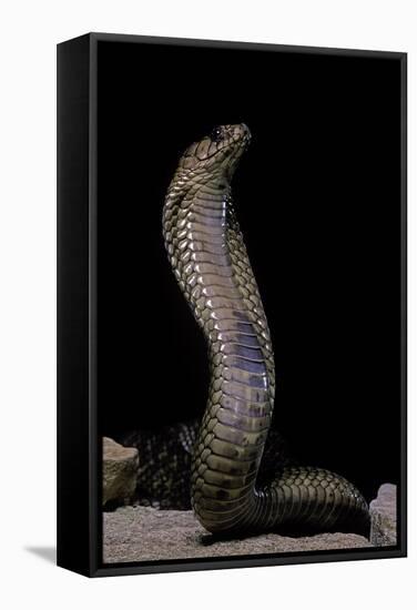 Naja Haje (Egyptian Cobra)-Paul Starosta-Framed Stretched Canvas