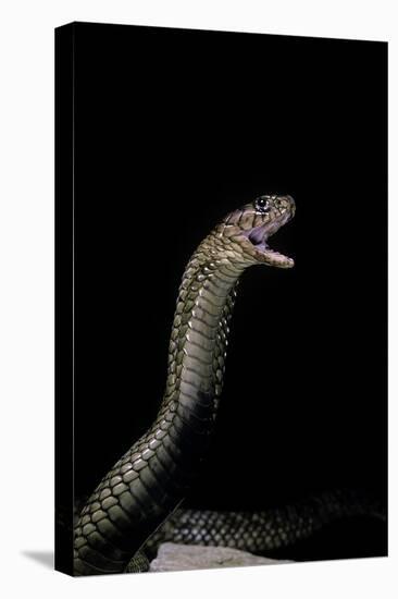 Naja Haje (Egyptian Cobra)-Paul Starosta-Stretched Canvas